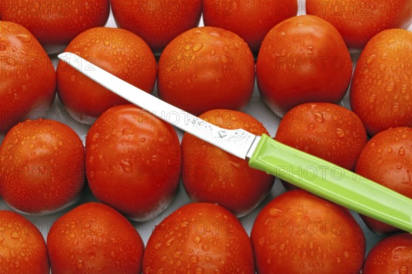Red tomatoes Latin Lycopersicon esculentum with sharp knife with green Handle, India, Asia