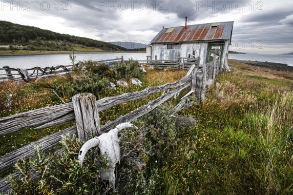 Whale skeletons off Estancia Harberton, Beagle Channel, Ushuaia, Argentina, South America