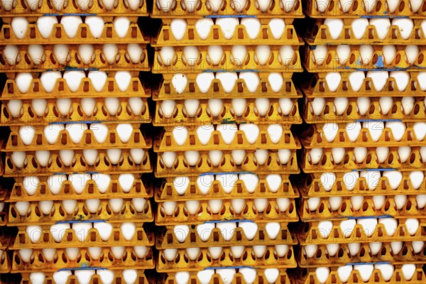 Eggs in trays, India, Asia