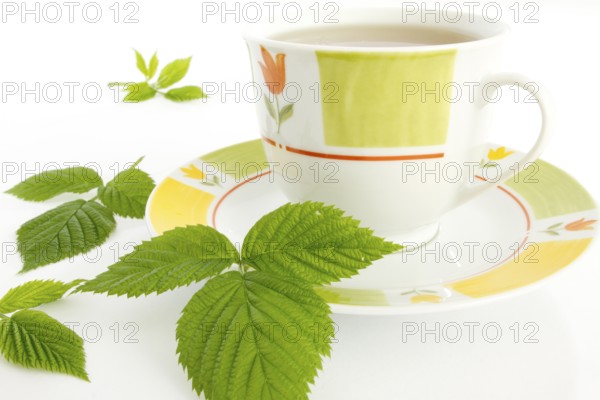Raspberry leaf (Rubus idaeus) on a teacup