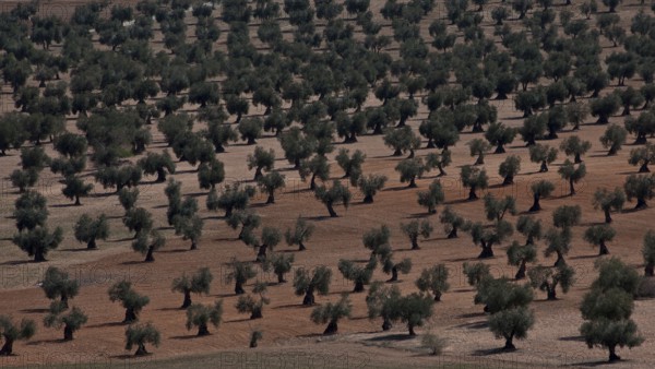 Spain Olive plantation 54370