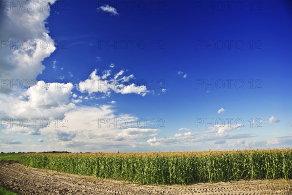 Coast of corn field