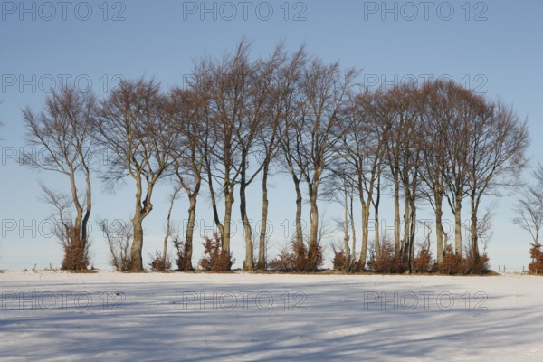 Hedgerow landscape with typical beech hedges