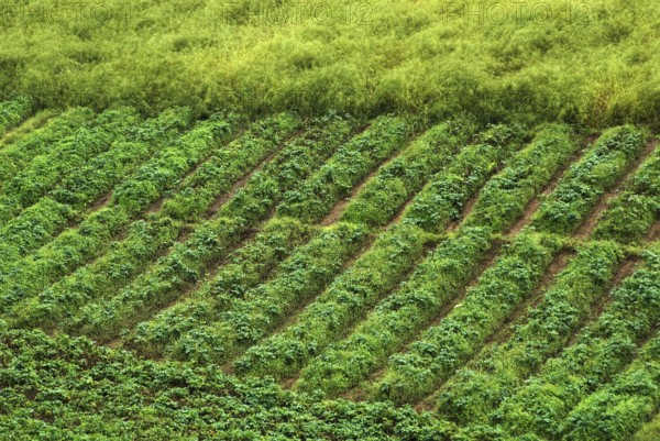 Field of vegetables, Shillong, Meghalaya, India, Asia