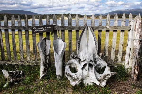 Orca skeletons off Estancia Harberton, Beagle Channel, Ushuaia, Argentina, South America