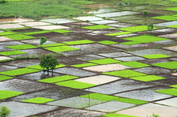 Paddy rice field in squares pattern in monsoon, Chiplun, Ratnagiri, Maharashtra, India, Asia