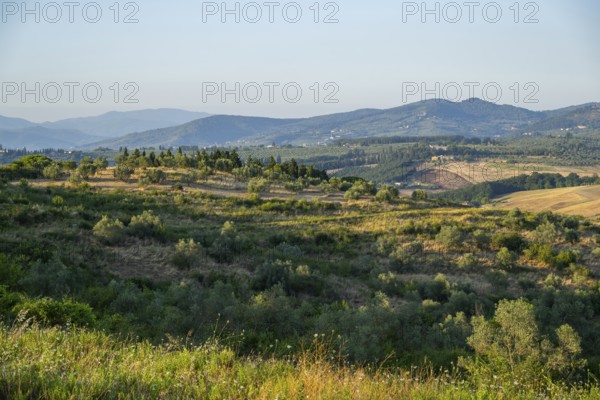 Tuscan landscape, country estate with vineyards, forests, olive trees and cypresses in Chianti,