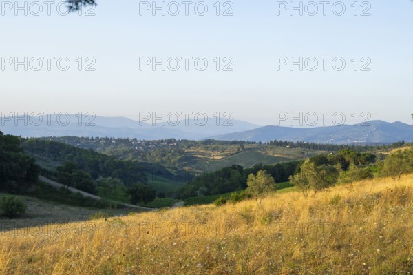 Tuscan landscape, country estate with vineyards, forests, olive trees and cypresses in Chianti,