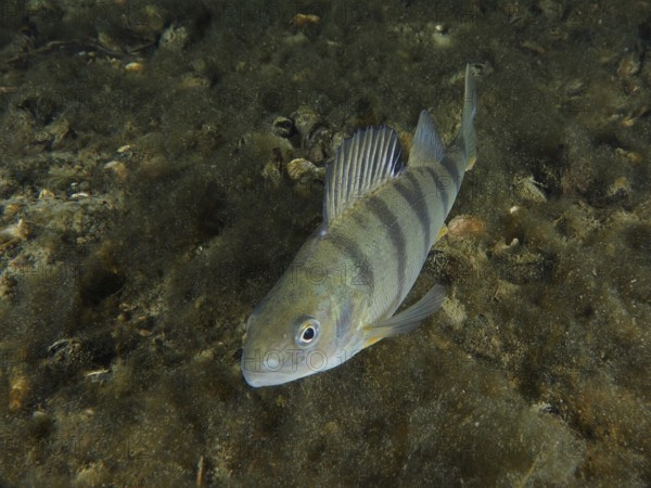 A striped fish, perch (Perca fluviatilis), Egli, swimming over an algae-covered bottom, dive site