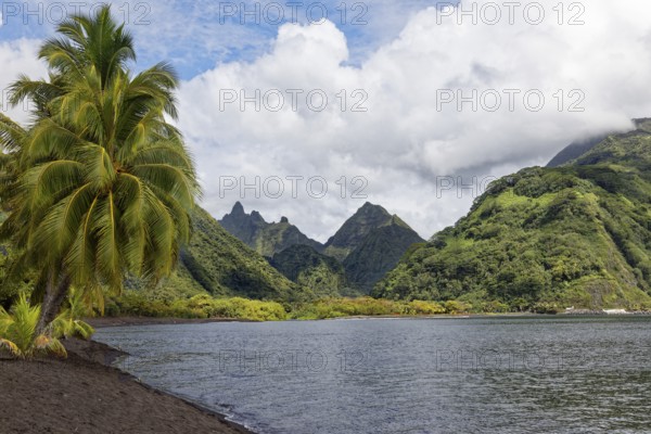 Lava beach on Taurita peninsula, beach, black, coconut palm (Cocos nucifera), back view into