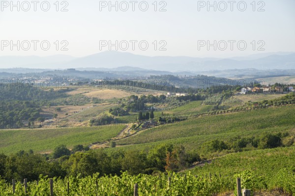 Tuscan landscape, country estate with vineyards, forests, olive trees and cypresses in Chianti,