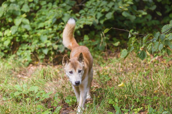 One New Guinea singing dog or New Guinea Highland dog (Canis hallstromi) (Canis dingo hallstromi,