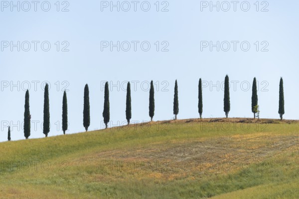Cypress trees standing on top of a hill, Unesco world heritage site Crete Senesi, Italy, Europe