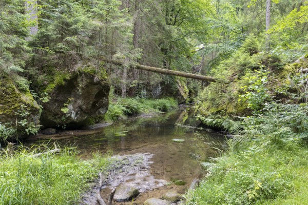 Kirnitzsch in the Kirnitzsch Valley, Sebnitz, Saxon Switzerland, Saxony, Germany, Europe