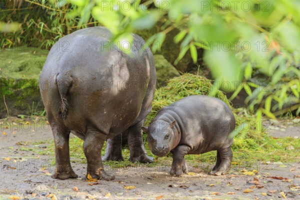 A baby pygmy hippopotamus and its mother (Choeropsis liberiensis) eating grass at a feeding site