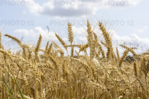 Grain field with ripe ears of wheat (triticum) in front of a blue sky, Riesa, Saxony, Germany,