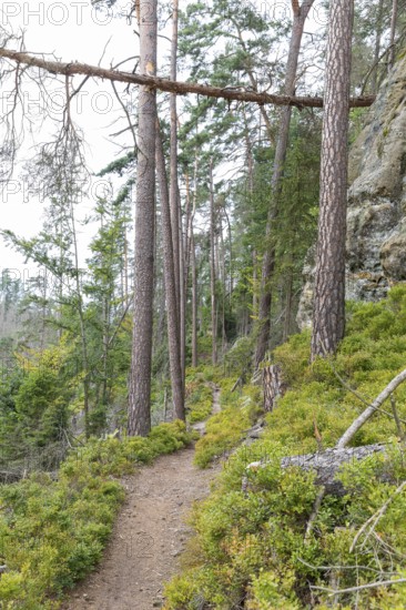 Hiking trail in the Kirnitzschklamm gorge, Sebnitz, Saxon Switzerland, Saxony, Germany, Europe