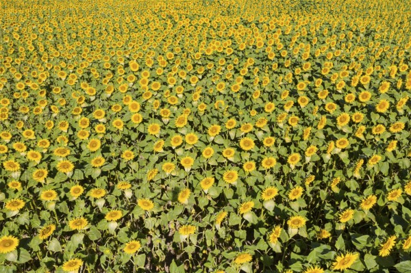 Aerial view of a sunflower field in bloom, sunflowers (Helianthus annuus), Hirschstein, Saxony,