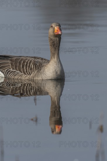Greylag goose (Anser anser) swimming on a pond in a nature reserve. Lower Rhine, Alsace, France,
