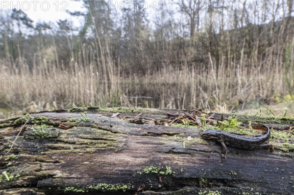 Pond newt (Lissotriton vulgaris) in the biotope, Emsland, Lower Saxony, Germany, Europe