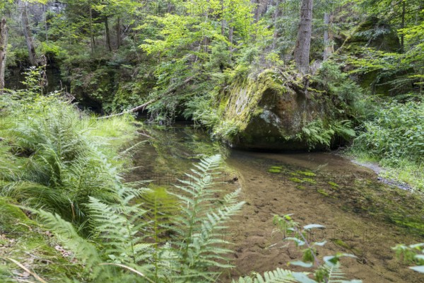 Kirnitzsch in the Kirnitzsch Valley, Sebnitz, Saxon Switzerland, Saxony, Germany, Europe
