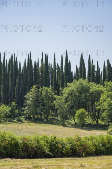 Cypress trees growing in the tuscan landscape, Chianti Region, Tuscany, Italy, Europe