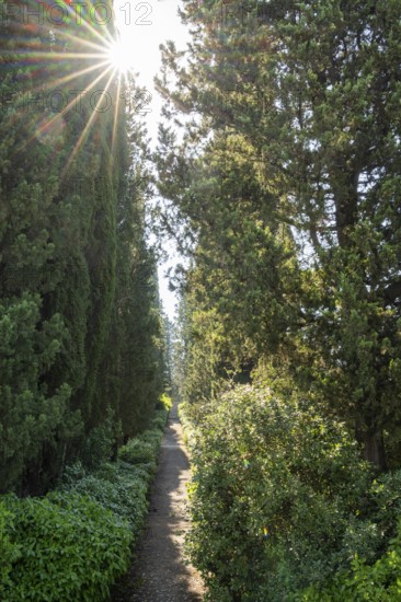 Cypress trees growing beside a little trail, Tuscan landscape, Chianti Region, Tuscany, Italy,