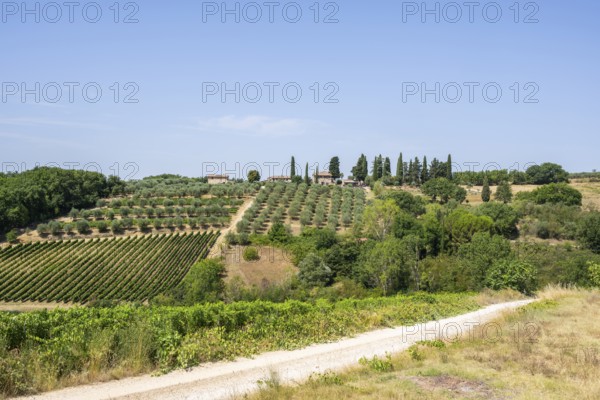 Tuscan landscape, country estate with vineyards, forests, olive trees and cypresses in Chianti,