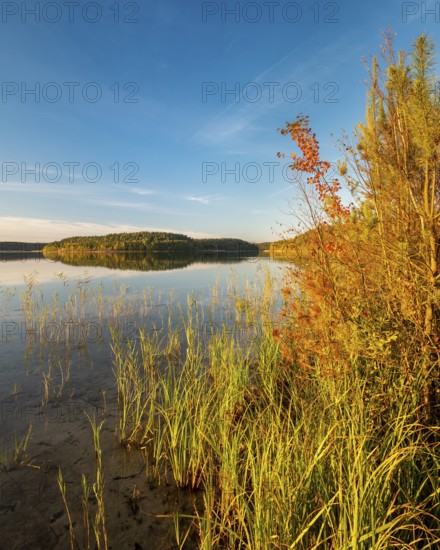 Lake Fürstensee with reeds in the evening light, Müritz National Park, Fürstensee,