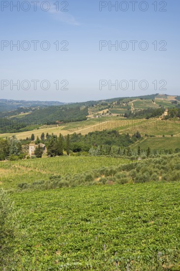 Tuscan landscape, country estate with vineyards, forests, olive trees and cypresses in Chianti,