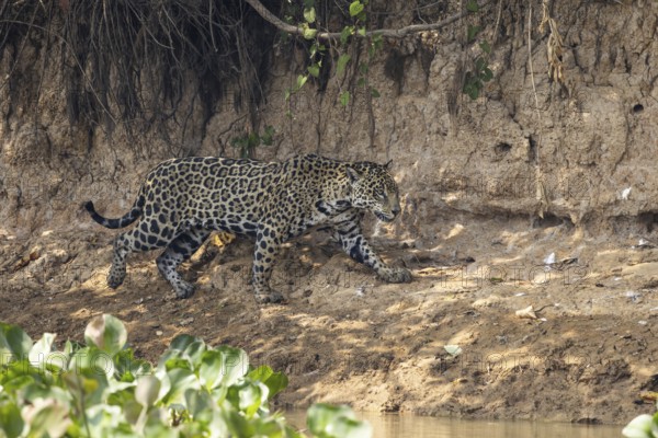 Jaguar (Panthera onca) on a steep bank, Pantanal, Brazil, South America