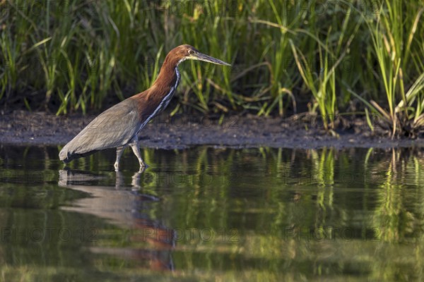 Marbled heron (Tigrisoma lineatum), standing in the water, Pantanal, Brazil, South America
