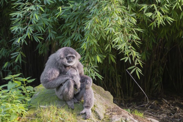 A female silver gibbon (Hylobates moloch) or Java gibbon sits with her baby in her arms on a rock