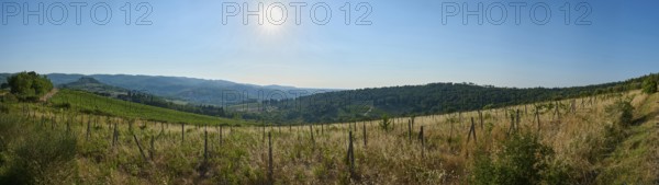 Tuscan landscape, country estate with vineyards, forests, olive trees and cypresses in Chianti,