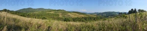 Tuscan landscape, country estate with vineyards, forests, olive trees and cypresses in Chianti,