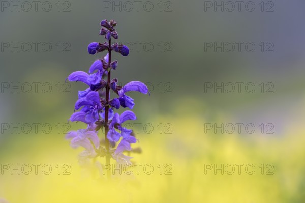 Meadow sage (Salvia pratensis), single flower candle, in yellow field mustard (Sinapis arvensis),