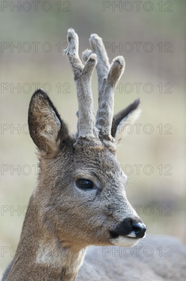 Roe deer (Capreolus capreolus), roebuck, portrait, in winter coat, with horns, antlers in velvet,