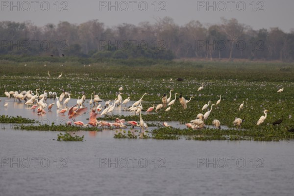 Pantanal water areas, overview with herons and roseate spoonbills (Platalea ajaja), Brazil, South