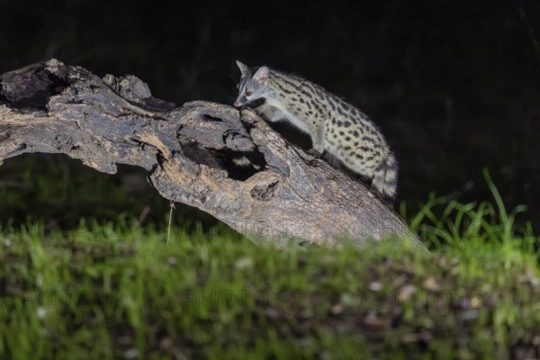 Small spotted genet (Genetta genetta), at night, on a branch, Andalusia, Spain, Europe
