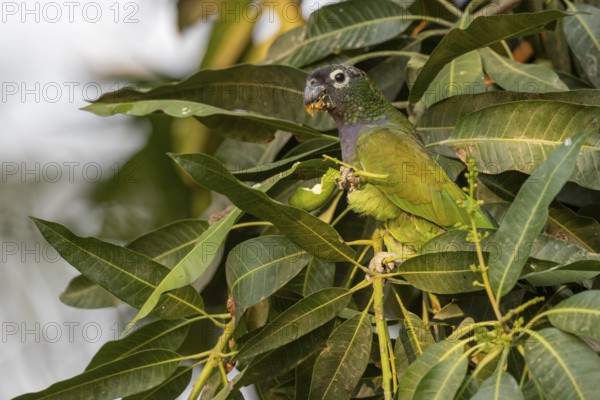 Maximilian parrot (Pionus maximiliani), with fruit, Pantanal, Brazil, South America