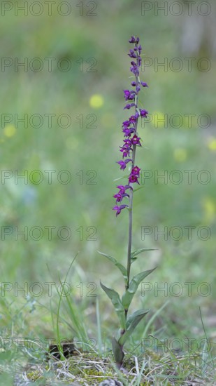 Dark red helleborine (Epipactis atrorubens), complete plant with flowers and leaves, wild orchid,