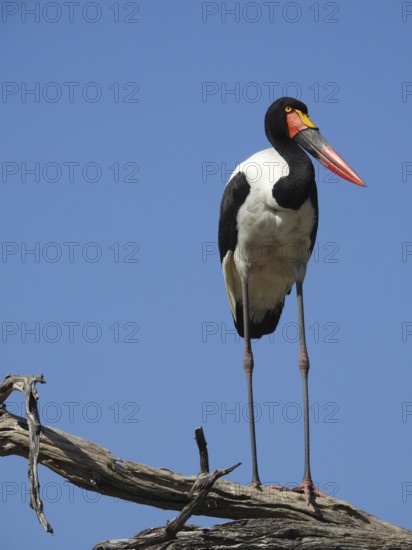 A stork stands on a branch against a clear blue sky, Saddle-billed Stork (Ephippiorhynchus