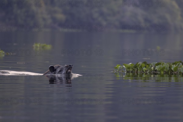 Lowland tapir (Tapirus terrestris), swimming in the river, Rio Claro, Pantanal, Brazil, South
