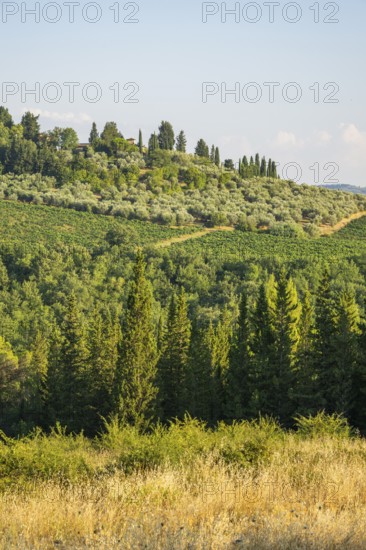 Tuscan landscape, country estate with vineyards, forests, olive trees and cypresses in Chianti,