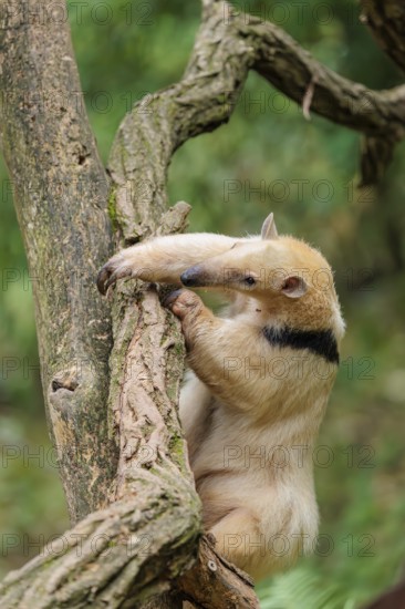 A southern tamandua (Tamandua tetradactyla), climbs up a tree in a forest