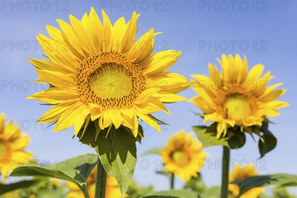 Sunflowers (Helianthus annuus) in bloom in a sunflower field, Hirschstein, Saxony, Germany, Europe