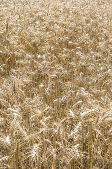Grain field with ripe ears of wheat (triticum) in front of a blue sky, Riesa, Saxony, Germany,