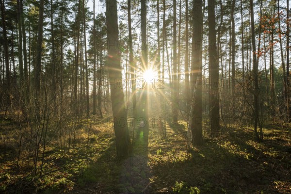 Forest of Scots pines (Pinus sylvestris), sunset, Sonnenstern, Lower Saxony, Germany, Europe