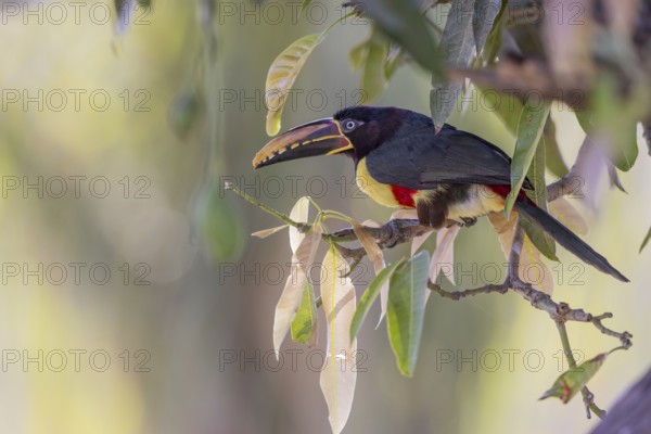 Brown-eared Aracari (Pteroglossus castanotis), between leaves, Pantanal, Brazil, South America
