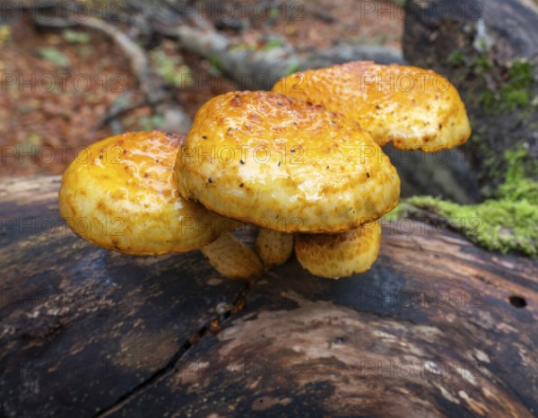Goldfell Schüppling (Pholiota aurivella), fruiting body on a dead trunk of a copper beech (Fagus